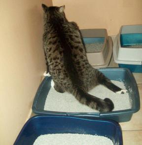 Cats Not Using The Litter Box - Find your answers