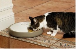 Cat eating from 6-Day Lentek