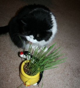 Cat eating grass