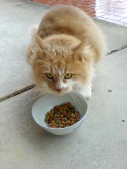cat food without sugar