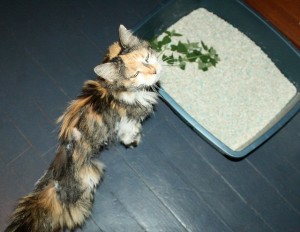 Cat with its litter box