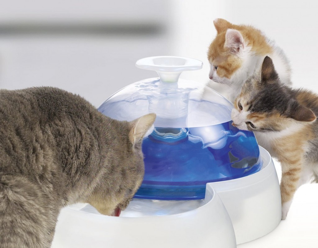 Catit Fresh & Clean Water Fountain Review How Well Does It Work?