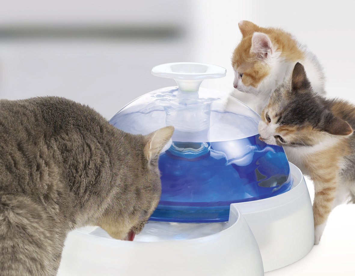 Catit Fresh Clean Water Fountain Review How Well Does 