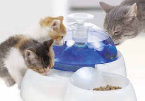 Kittens and Catit Water Fountain 