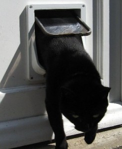 Cat exiting a pet door