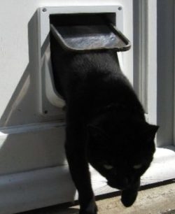 automatic cat flap