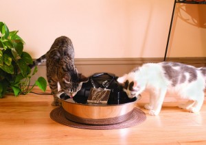 Cats drinking from Drinkwell Zen Steel Fountain