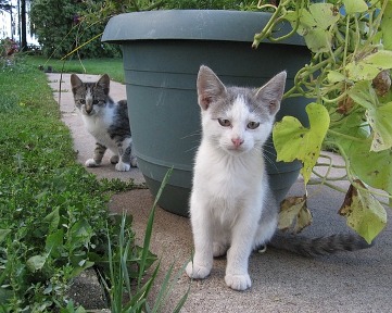Two cats in the yard
