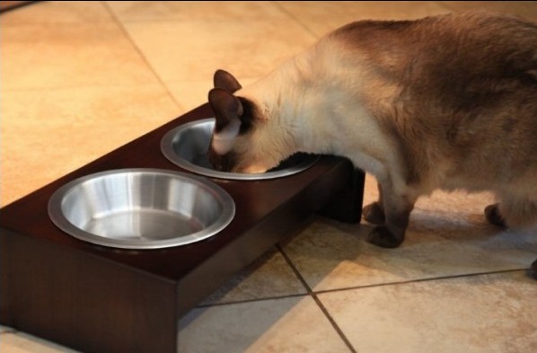 Cat eating from Petfusion Elevated Feeder