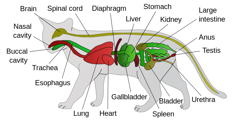 Anatomy of a cat