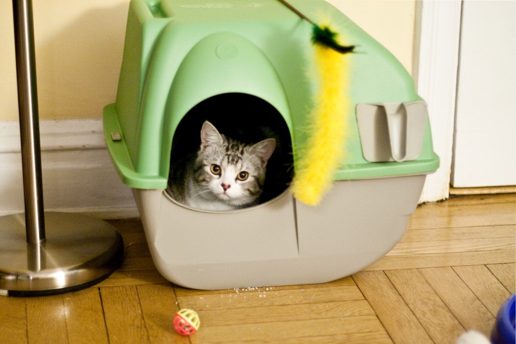 When A Self Cleaning Litter Box Doesn T Work For A Cat Learn Here Why