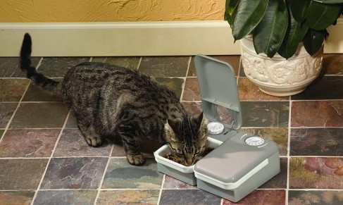 Cat eating from the Petsafe 2-meal