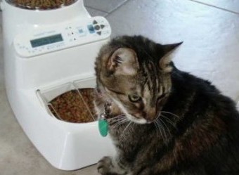 Wireless Whiskers and Cat wearing the collar tag