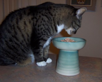 Cat eating from Classy raised feeder