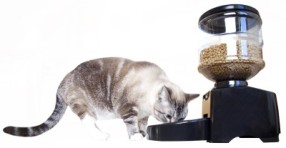 Cat eating from MOTA feeder