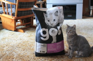 petcurean go cat food