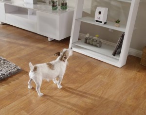 Pet waiting for its treats