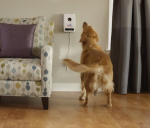 Petzi mounted on wall