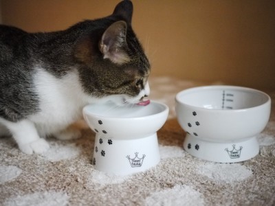 Cat Friendly Elevated Bowl matching with Water Bowl