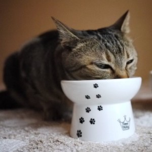 Cat Friendly Elevated Ceramic Feeder Bowl