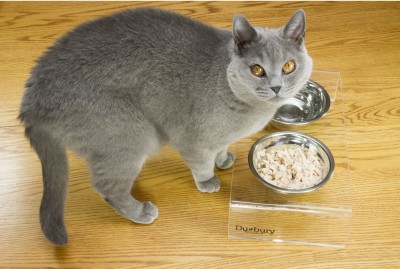 Cat with Duxury raised pet feeder
