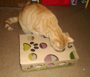 Cat Amazing Maze stimulates cats mentally