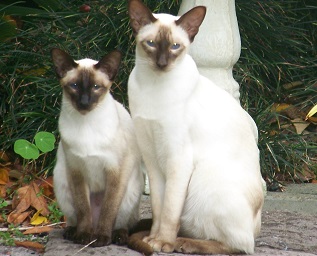 Two Siamese Cats