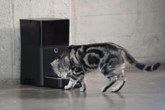 Cat eating from Petnet SmartFeeder