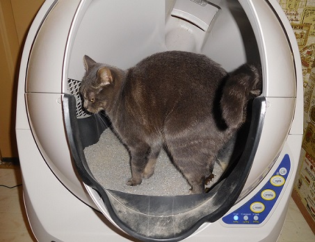 Sophie using the Litter Robot