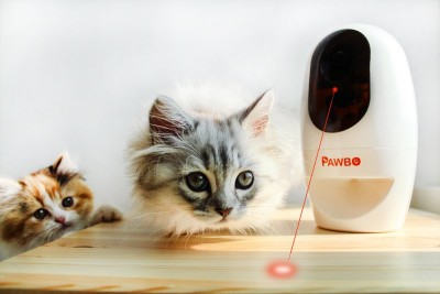 Pawbo's laser dot game