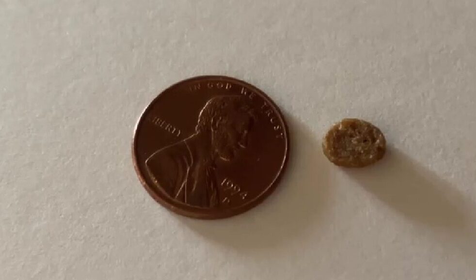 Nulo kibble size next to a penny coin