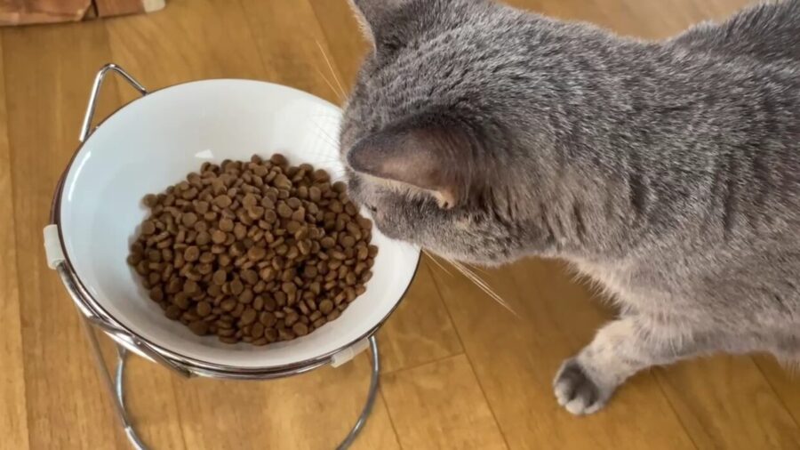 Cat with a bowl of Nulo cat food