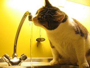 Cat Drinking from faucet