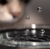 Cat and Water