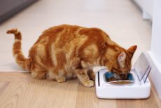 surefeed-bowl-and-cat