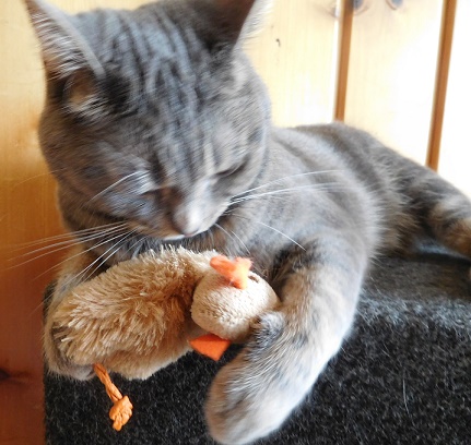 cat playing with a mouse toy