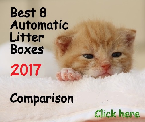 How to Stop Watery Eye Discharge in Cats - My cat's Story