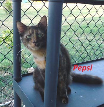 Cute Pepsi 