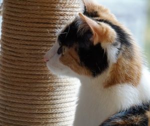 automatic cat litter box to prevent cat spraying