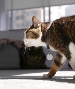 cat walking