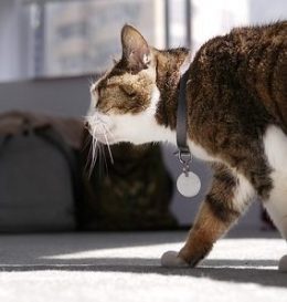 Cat following its owner