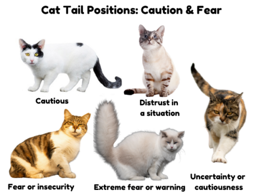 Diagram with 5 cat tail positions of caution or fear 