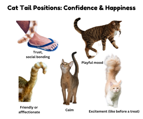 Diagram with five cat tail positions