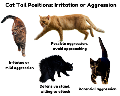 Diagram of 4 cat tails positions or irritation or aggression