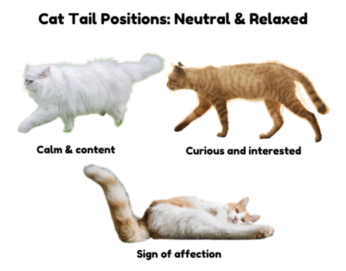 Diagram with 3 cat tail positions