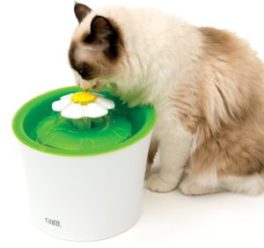Cat drinking from Catit Flower Fountain