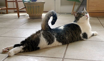 Cat with curved up tail