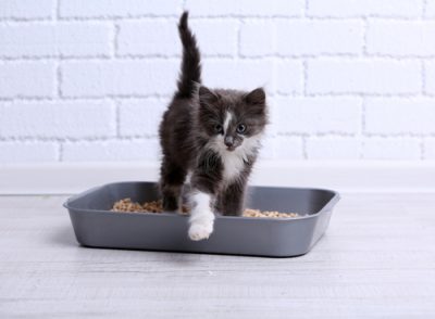 7 Tips Where To Put The Cat Litter Box & What To Avoid If Possible
