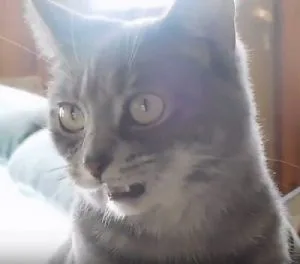 senior cat meowing at night