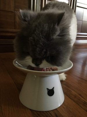 Yangbaga Elevated Ceramic Cat Bowl Review - What You'll Get